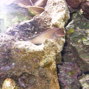 redlipped blenny