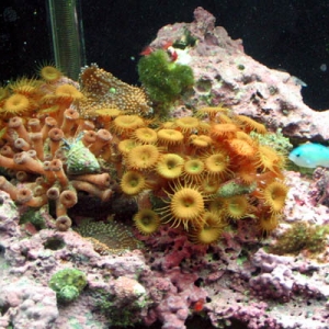 Zoanthids & Chromis