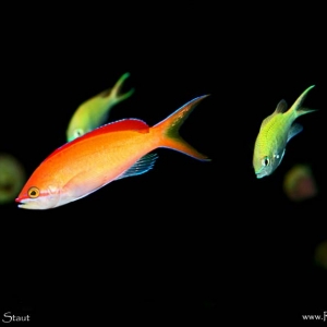 Anthchromis1-2