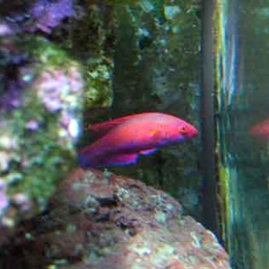 flasher wrasse