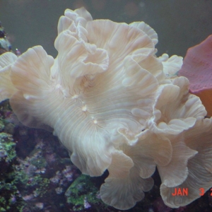 fox coral