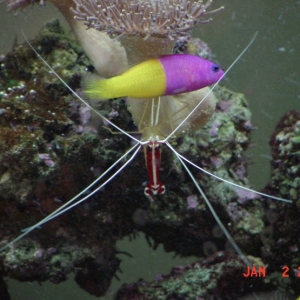 shrimp cleaning psuedochromis