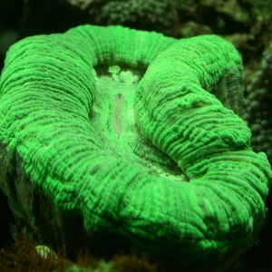 Open Brain, Green - Trachyphyllia geoffroyi