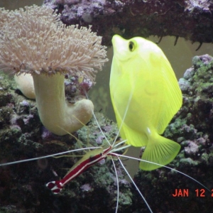 cleaner cleaning yellow tang