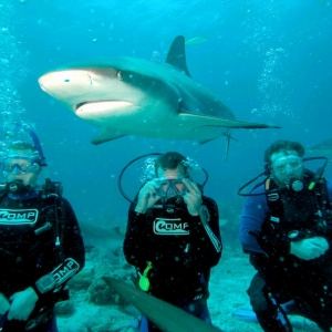 shark dive