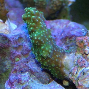 acro sp frag