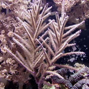 Purple Tree Gorgonian