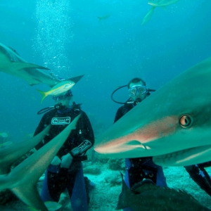 another shark dive pic