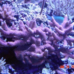 pink millepora