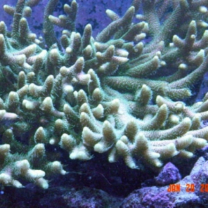 green millepora