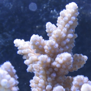 blue polyp acro