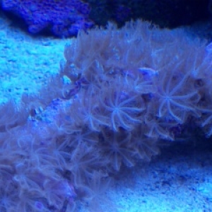 Star Polyp of somesort?