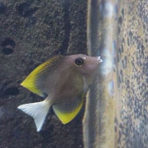 Tomini Tang (Ctenochaetus tominiensis) Juvenile coloration