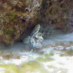 LawnMower Blenny (Salarias fasciatus)