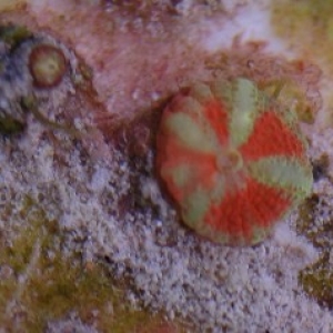 acanfrag B