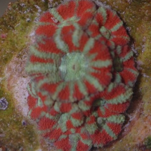 acanfrag G