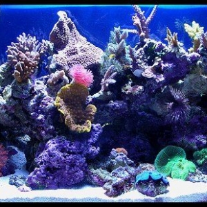 Tigahboy's 30g mixed reef.