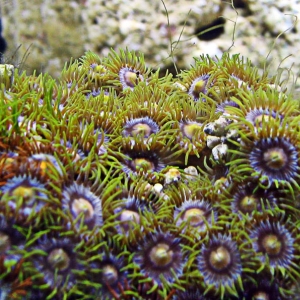 zooanthids