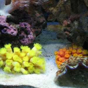 Sun Corals - Yellow and Orange