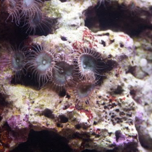 Blue Button Polyps