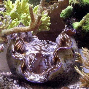 my clam