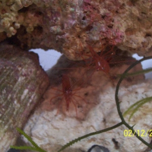 Pepermint shrimp