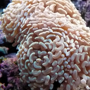 Hammer Coral