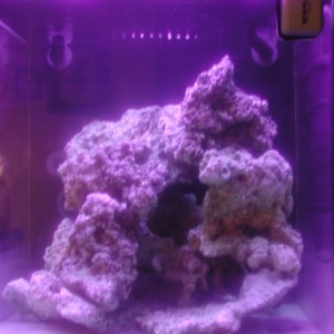 60 gallon cube tank