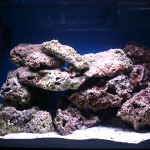 70 Gal  125 Pounds Live Rock