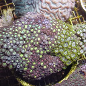 Multicolor Combo Zooanthid Rock