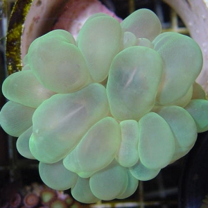 Neon Green Bubble Coral