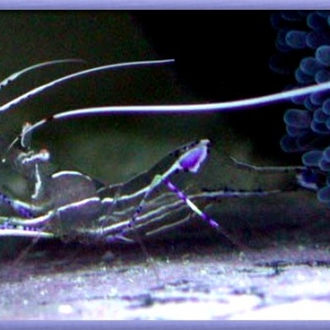 Pedersons Anemone Shrimp