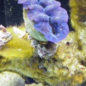 Blue_Crocea_on_platform