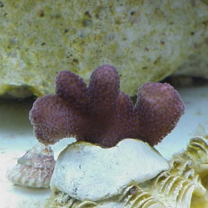 Stylophora2