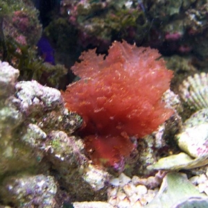 Mystery Coral