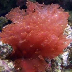 mystery coral???
