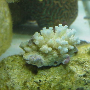 green/pink_polyp_acro