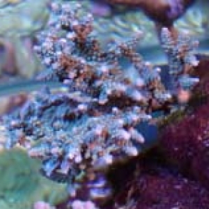 electric blue acropora