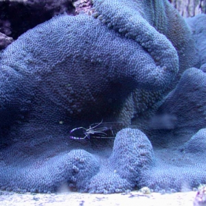 Carpet anemone & Pedersons shrimp