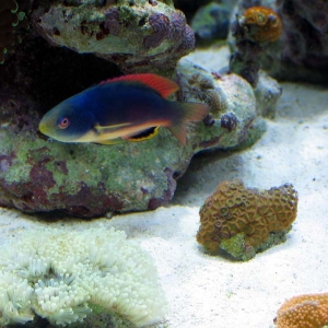 Scotts Fairy Wrasse