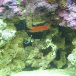 carpenter wrasse and banggai cardinal