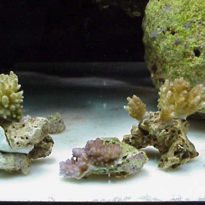 GT_frag_Purple_encrusting_acro_PT_frags_03-15-05