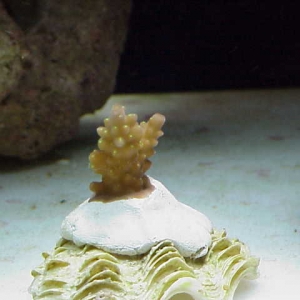 Neon_green_polyp_acro_03-16-05