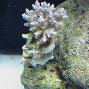 Purple_tipped_acro_03-16-05