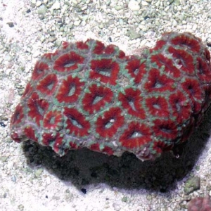 Acan