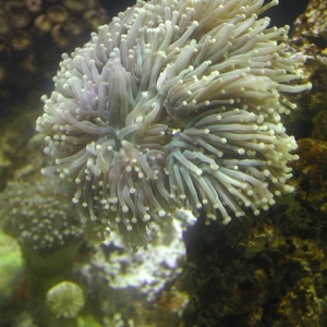 Green Torch Coral