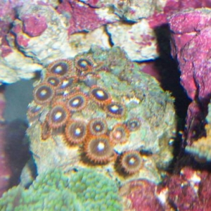 Fiji Red Zoa