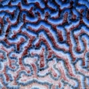 Maze_brain_macro1_03-06-05_negative1