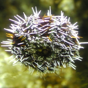 Sea Urchin