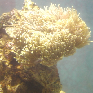 Torch Coral